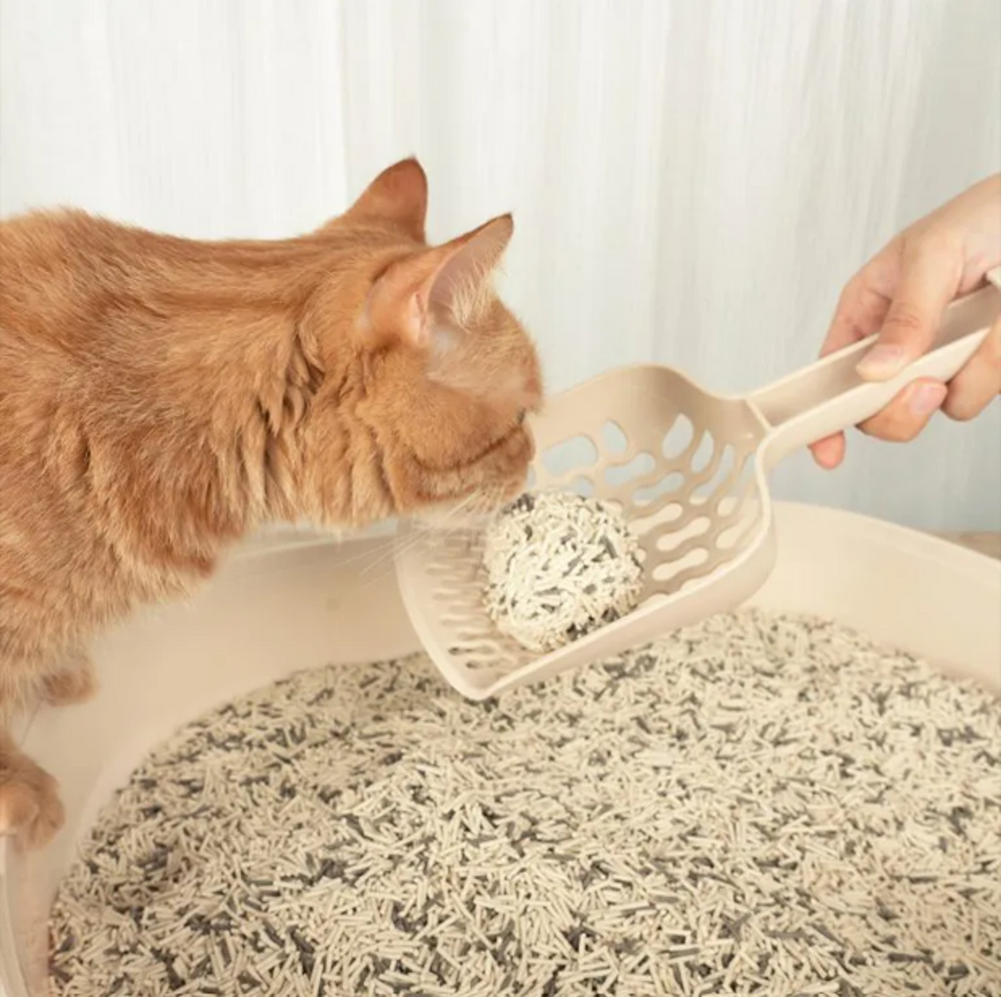 Tofu _Lettiera 100% Naturale